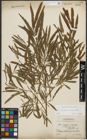 Foto von Salix purpurea L. x Salix viminalis L.